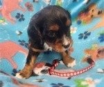 Small Photo #27 Aussalier Puppy For Sale in ATHOL, ID, USA