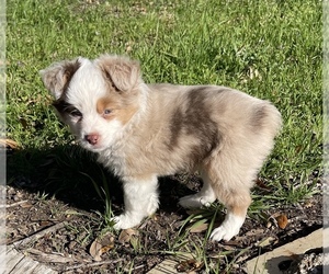 Miniature Australian Shepherd Puppy for sale in FOREST GLADE, TX, USA
