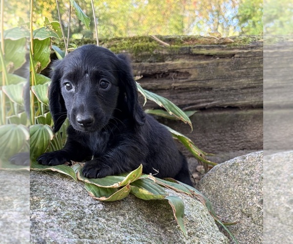 Medium Photo #1 Dachshund Puppy For Sale in MIDDLEBURY, IN, USA