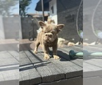 Small #13 French Bulldog