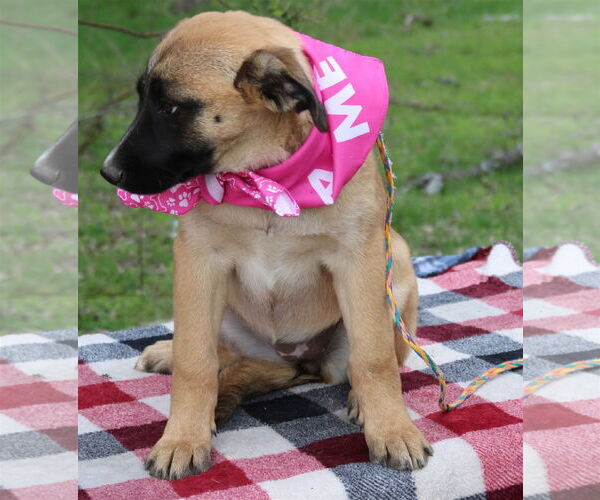 Medium Photo #3 Anatolian Shepherd-Bernese Mountain Dog Mix Puppy For Sale in Bandera, TX, USA