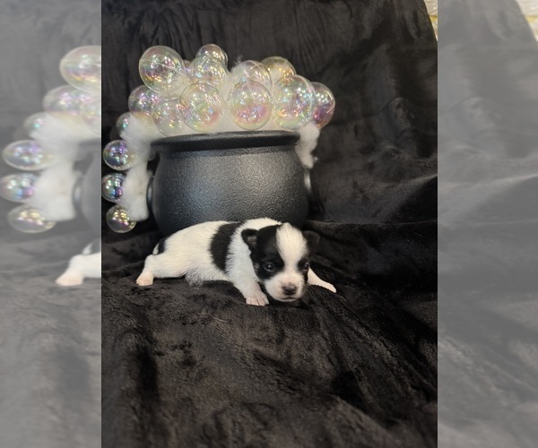 Medium Photo #5 Chihuahua Puppy For Sale in SHERMAN, TX, USA