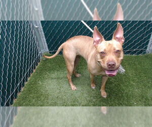 Mutt Dogs for adoption in Downey, CA, USA