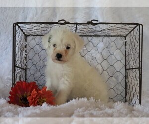 Jack-A-Poo Puppy for sale in FREDERICKSBG, OH, USA