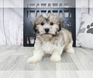 Zuchon Puppy for sale in MARIETTA, GA, USA