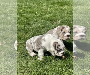English Bulldog Litter for sale in SPENCERPORT, NY, USA