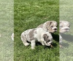 Small English Bulldog