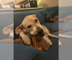 Small #11 Labrador Retriever Mix