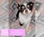 Small Photo #6 Miniature Australian Shepherd Puppy For Sale in ADAIR VILLAGE, OR, USA