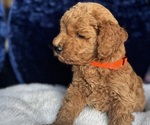 Small #9 Goldendoodle (Miniature)