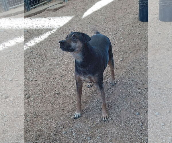 Medium Photo #2 Mutt Puppy For Sale in Golden Valley, AZ, USA