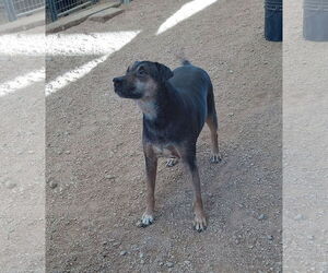 Toba - Male Mutt Dog for Adoption - Photo #2
