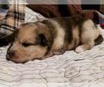 Small Photo #13 Pomsky Puppy For Sale in CENTRALIA, MO, USA