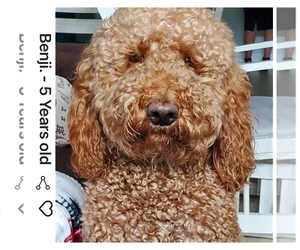 Mother of the Goldendoodle puppies born on 08/16/2025