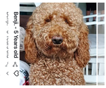 Small Photo #1 Goldendoodle Puppy For Sale in PARKLAND, FL, USA