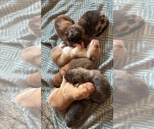 Medium Photo #1 Australian Shepherd-Plott Hound Mix Puppy For Sale in Mount Airy, NC, USA