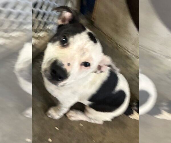 Medium Photo #1 Mutt Puppy For Sale in Elmsford, NY, USA