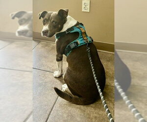 Mitzi - Female American Staffordshire Terrier-Unknown Mix Dog for Adoption - Photo #4