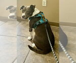 Small Photo #4 American Staffordshire Terrier-Unknown Mix Puppy For Sale in Southbury, CT, USA