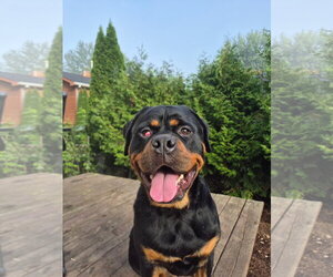 Ingrid - Female Rottweiler Dog for Adoption - Photo #6