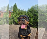Small Photo #6 Rottweiler Puppy For Sale in Techny, IL, USA