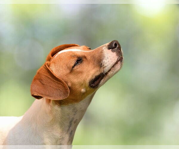 Medium Photo #13 Jack Russell Terrier-Whippet Mix Puppy For Sale in Arlington, WA, USA