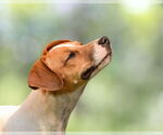 Small #12 Jack Russell Terrier-Whippet Mix