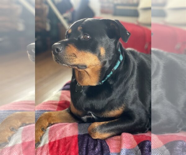 Medium Photo #14 Rottweiler Puppy For Sale in Tustin, CA, USA