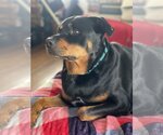 Small #13 Rottweiler