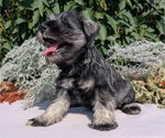 Small #1 Schnauzer (Miniature)
