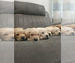 Small #7 Golden Retriever
