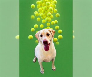 Labrador Retriever Dogs for adoption in Bakersfield, CA, USA