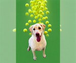BO MARLEY - Male Labrador Retriever Dog for Adoption - Small photo