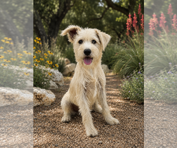 Medium Photo #1 Mutt Puppy For Sale in PIPE CREEK, TX, USA