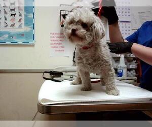 Mutt Dogs for adoption in Martinez, CA, USA