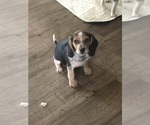 Puppy Arrow Beagle