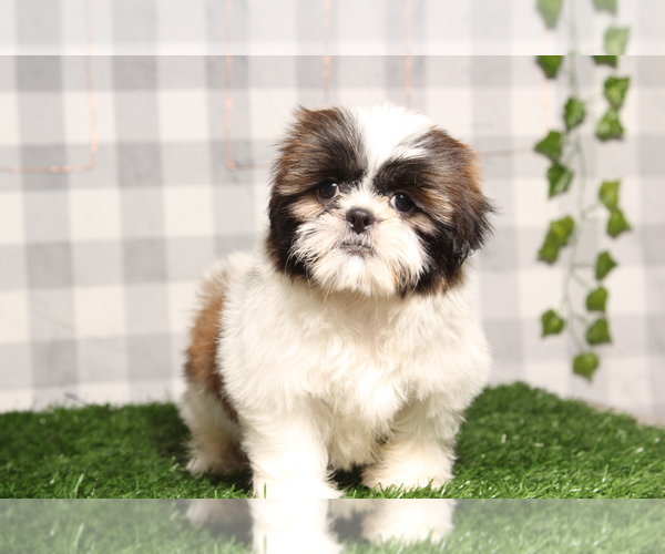 Medium Photo #1 Shih Tzu Puppy For Sale in MARIETTA, GA, USA
