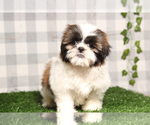 Small Shih Tzu