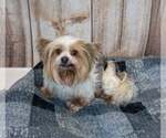 Small Photo #5 Mutt Puppy For Sale in Kennesaw, GA, USA