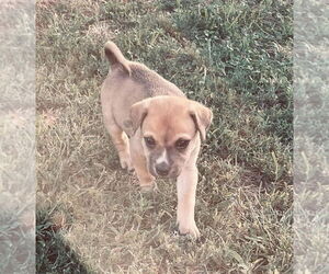 Rottweiler-Unknown Mix Dogs for adoption in OKLAHOMA CITY, OK, USA