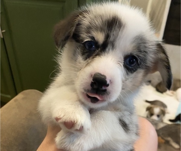 Medium Photo #6 Pembroke Welsh Corgi Puppy For Sale in BRANDON, FL, USA