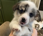 Small #5 Pembroke Welsh Corgi