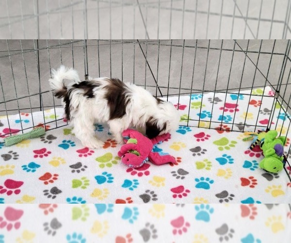 Medium Photo #7 Shih Tzu Puppy For Sale in ORO VALLEY, AZ, USA