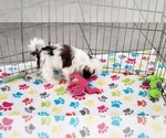Small #6 Shih Tzu