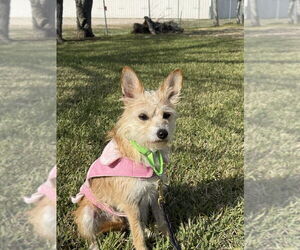 Mutt Dogs for adoption in San Leon, TX, USA