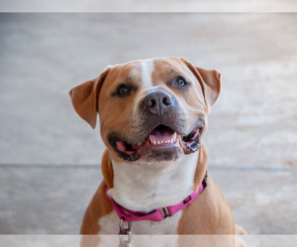 Medium Photo #9 American Pit Bull Terrier Puppy For Sale in San Jose, CA, USA