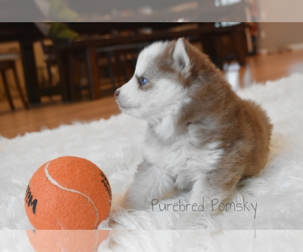 Medium Photo #4 Pomsky Puppy For Sale in KANSAS CITY, MO, USA