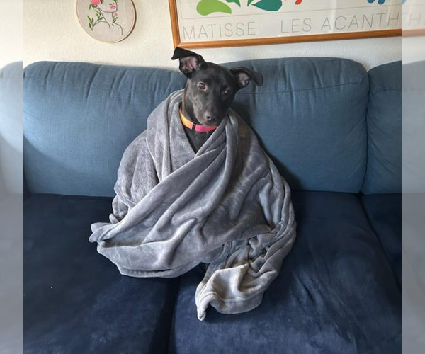 Medium Photo #3 Labrador Retriever Puppy For Sale in Holly Springs, NC, USA