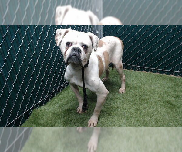 Medium Photo #1 American Bulldog Puppy For Sale in Downey, CA, USA