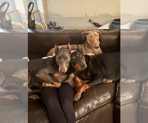 Father of the Doberman Pinscher puppies born on 04/11/2026